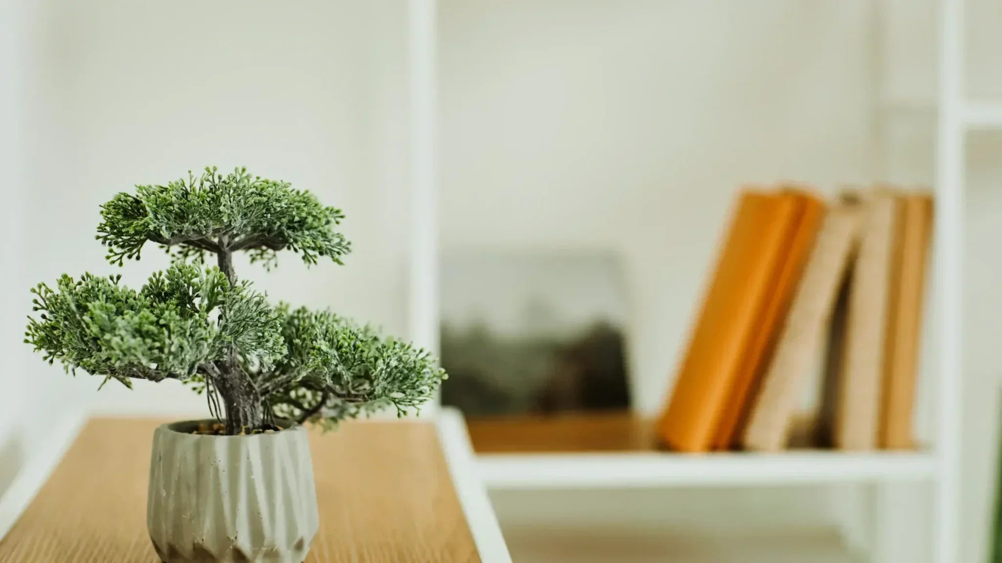 A small potted bonsai tree on a wooden desk with a blurred bookshelf behind, symbolizing long life and the wisdom of centenarians.